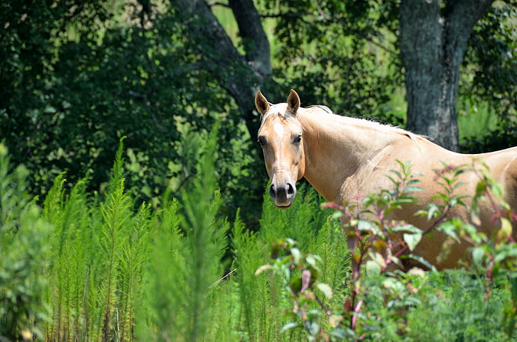 brown stallion horse on green gras