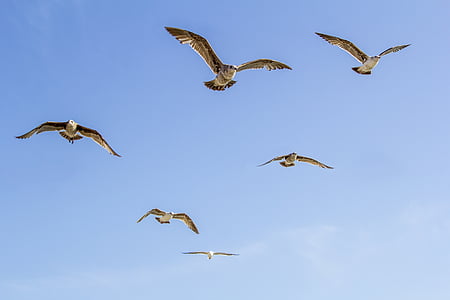 six brown birds flying in the sky