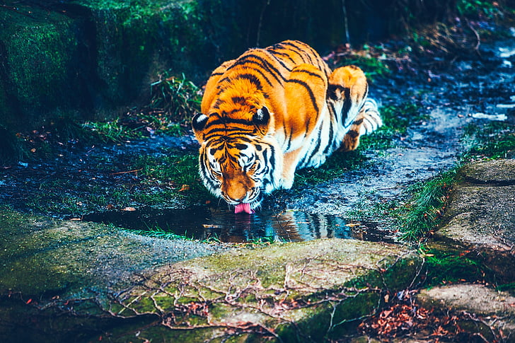 wildlife photography of tiger drinking water