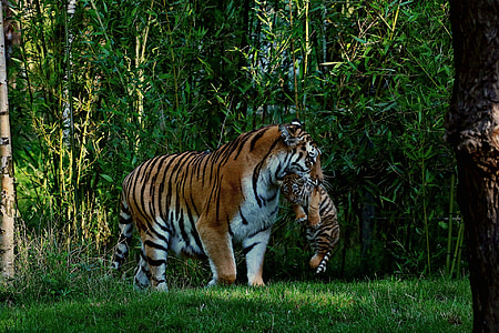 brown tiger with tiger cub