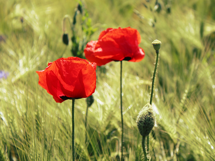 red poppy flowers selective focus photography