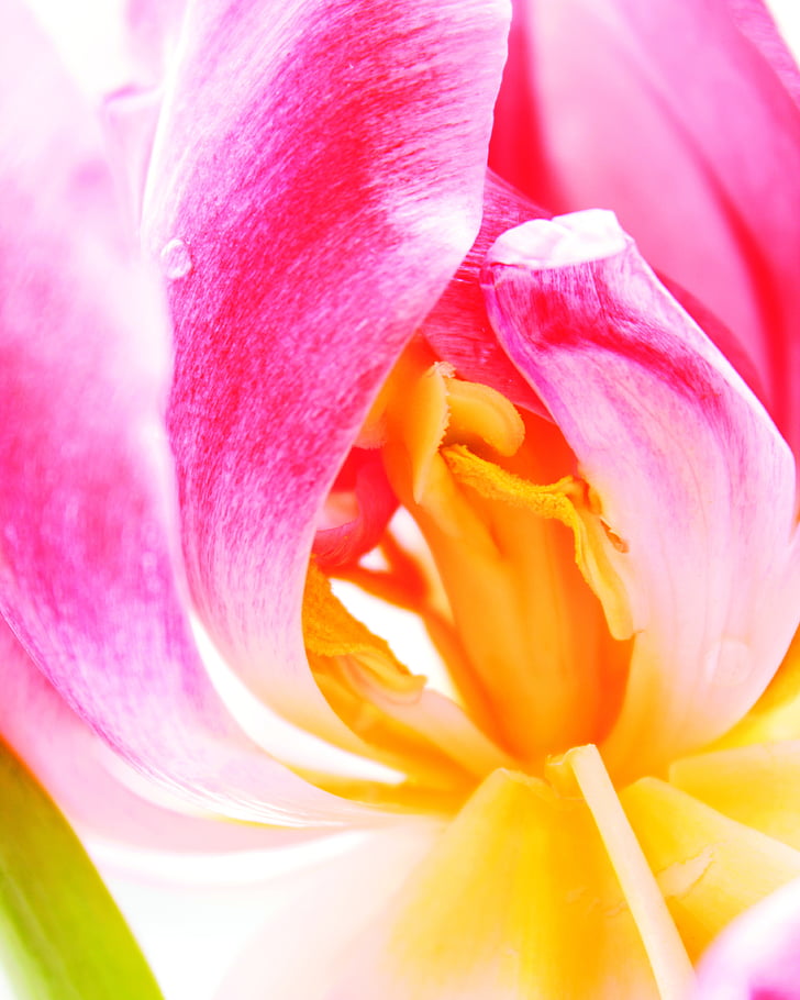 closeup photo of pink and yellow petaled flower