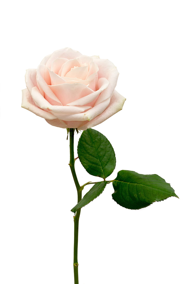 macro shot of white rose