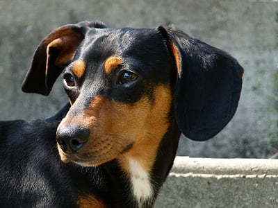 closeup photo of adult black and tan dachshund