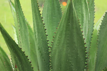 focus photography of green linear plant