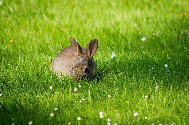 photo of gray rabbit surrounded by green grass