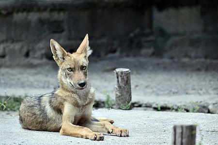 brown coyote