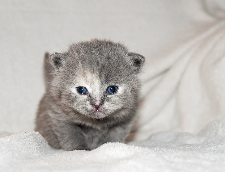 gray kitten on white textile