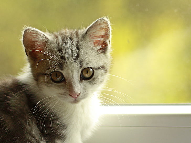 shallow focus photography of tricolored Tabby kitten