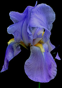 closeup photo of purple petaled flower