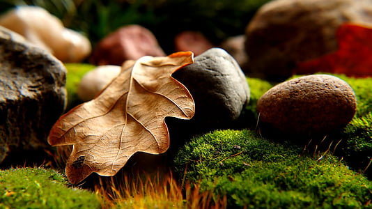 shallow focus photography of black and brown rocks and brown leaf