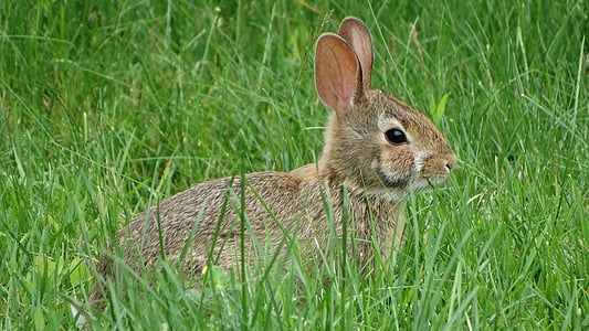 gray rabbit on grass field