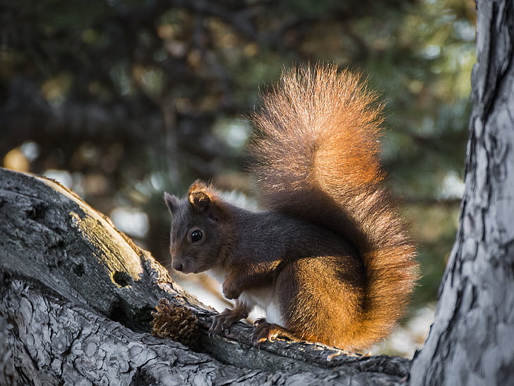 gray squirrel on gray tree trunk