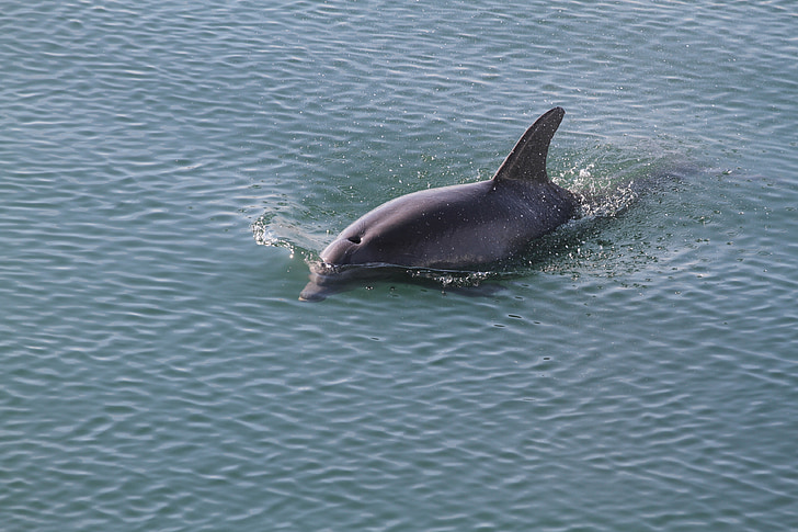 black dolphin swimming