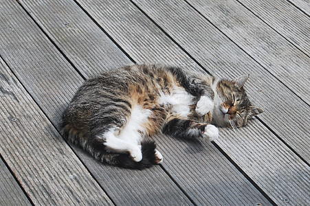 sleeping black and brown tabby cat on brown wooden pavement