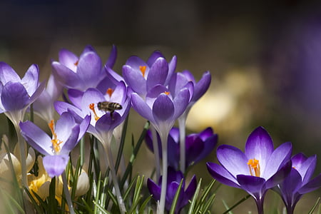 focused photo of a purple petaled flowers