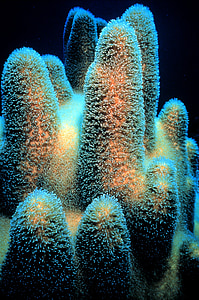 closeup photo of white and orange soft corals