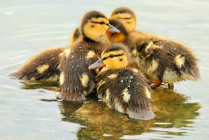 five brown-and-yellow ducks in water