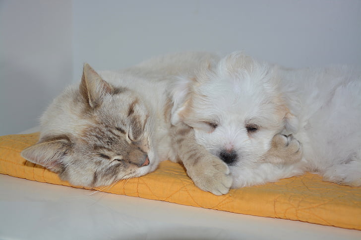 short-coated beige cat beside long-coated beige puppy