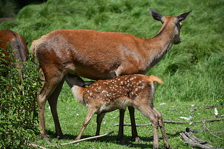 brown deer feeding pawn during daytime