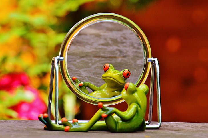 green frog looking at mirror