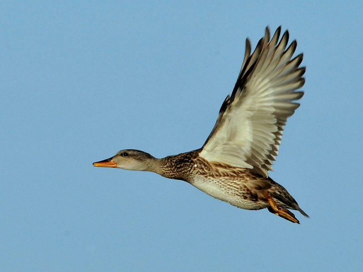 mallard duck flying on mid air