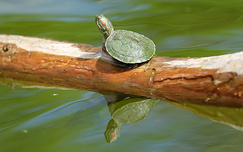 photo of green red-eared slider on brown tree branch