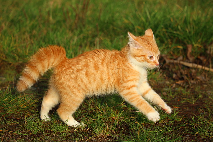 orange tabby cat standing on green small grass