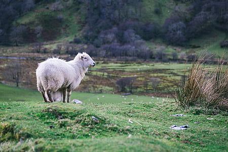 white sheep standing on green grass field at daytime