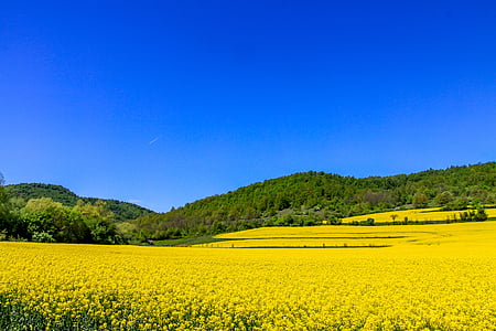 yellow flower field under blue sky