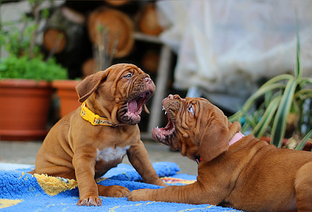 photo of two short-coated brown puppies
