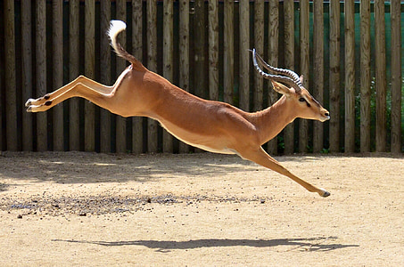 brown antelope jumping photo