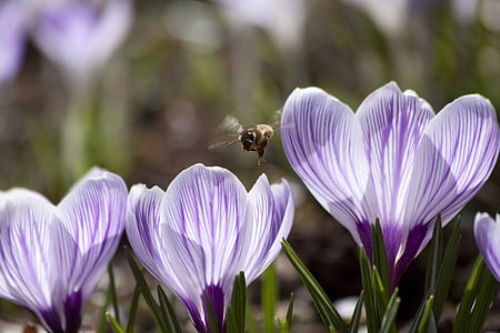 honeybee hovering over purple petaled flower