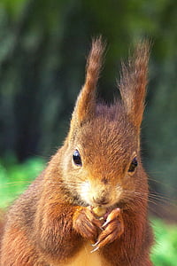 brown squirrel in closeup photography