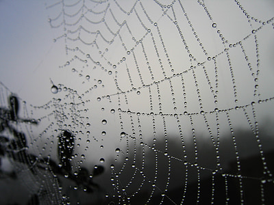 photo of spider web