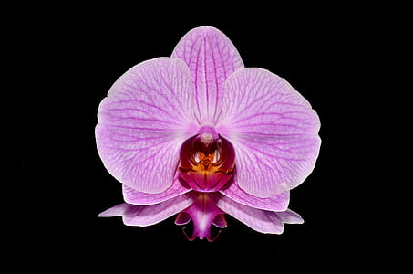 purple moth orchid in close-up photography