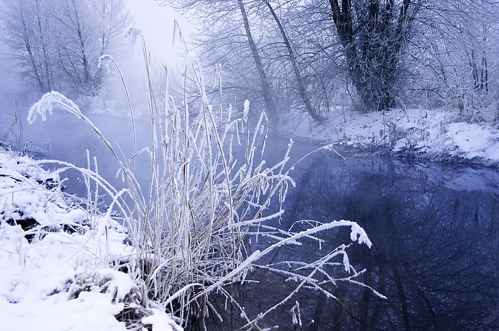 snowy riverbank with frozen thistles