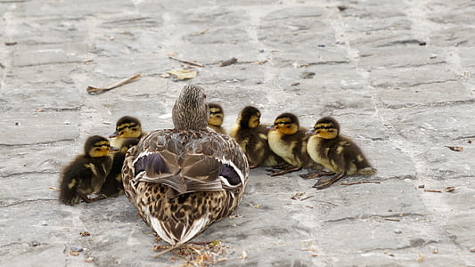 brown-and-white mallard duck with ducklings