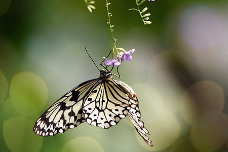 bokeh photography of paperkite butterfly perched under purple petaled flower