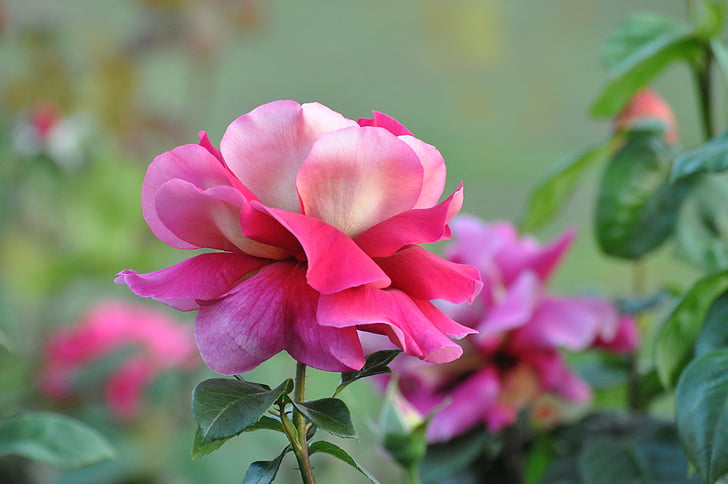 Royalty-Free photo: Macro photography of pink flower | PickPik