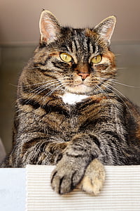 closeup photo of adult brown tabby cat