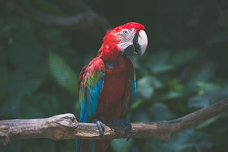 red and blue parrot
