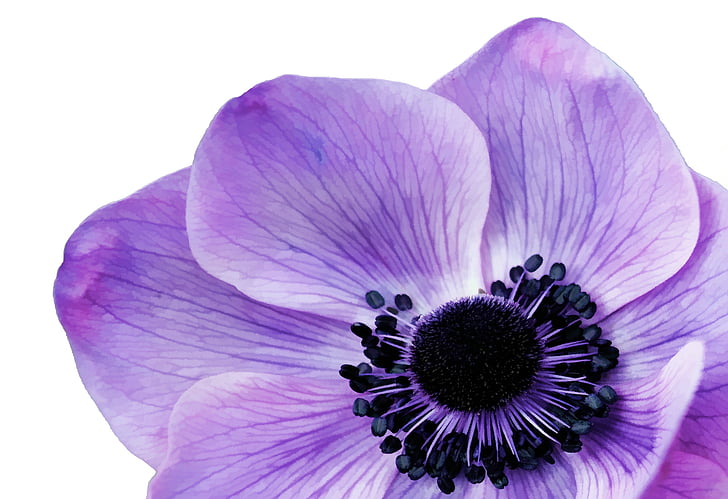 close-up photography purple petaled flowers