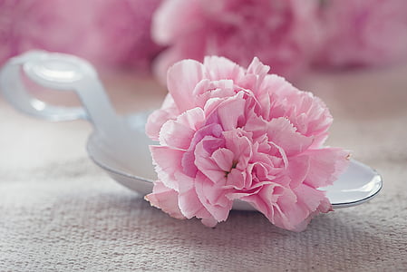 pink carnation flower on white spoon rest