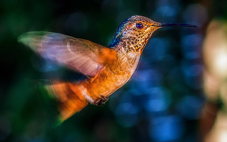 brown hummingbird flying during daytime
