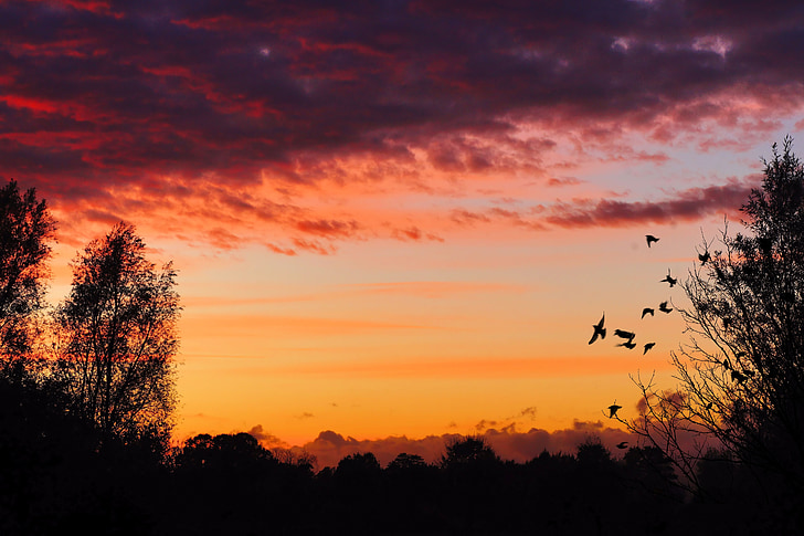 silhouette of birds flying near trees during golden hour