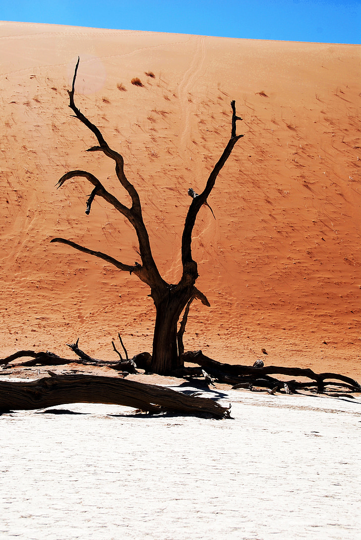 brown withered tree surrounded by gray sand