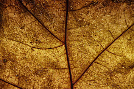 leaf, leaf veins, structure, pattern, texture, background