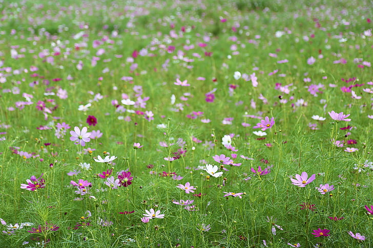 field of pink and white petaled flowers