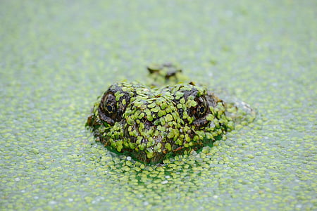 frog in water covered with green leaves